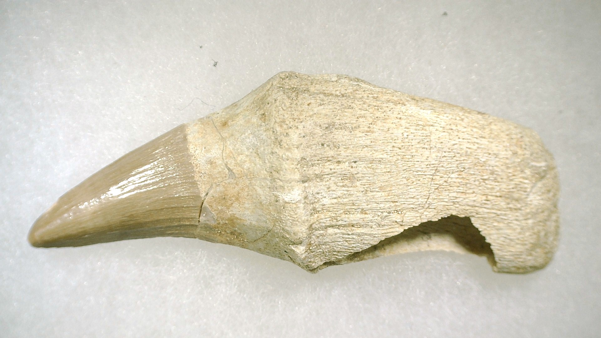 Morocco Platecarpus ptychodon Mosasaur Tooth 4a | Fossils for Sale Genuine Cretaceous Age Platecarpus ptychodon Rooted Mosasaur Tooth Fossil for Sale #4a