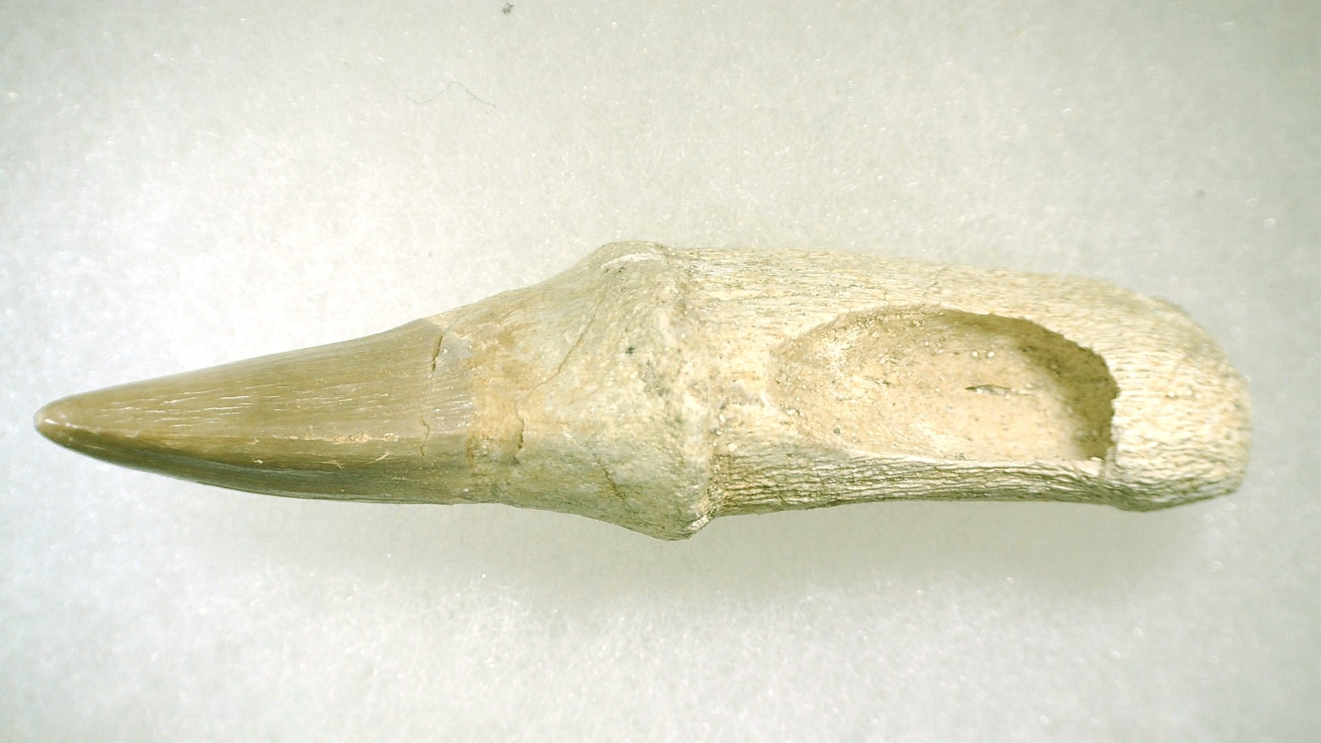 Morocco Platecarpus ptychodon Mosasaur Tooth 4c | Fossils for Sale Genuine Cretaceous Age Platecarpus ptychodon Rooted Mosasaur Tooth Fossil for Sale #4c