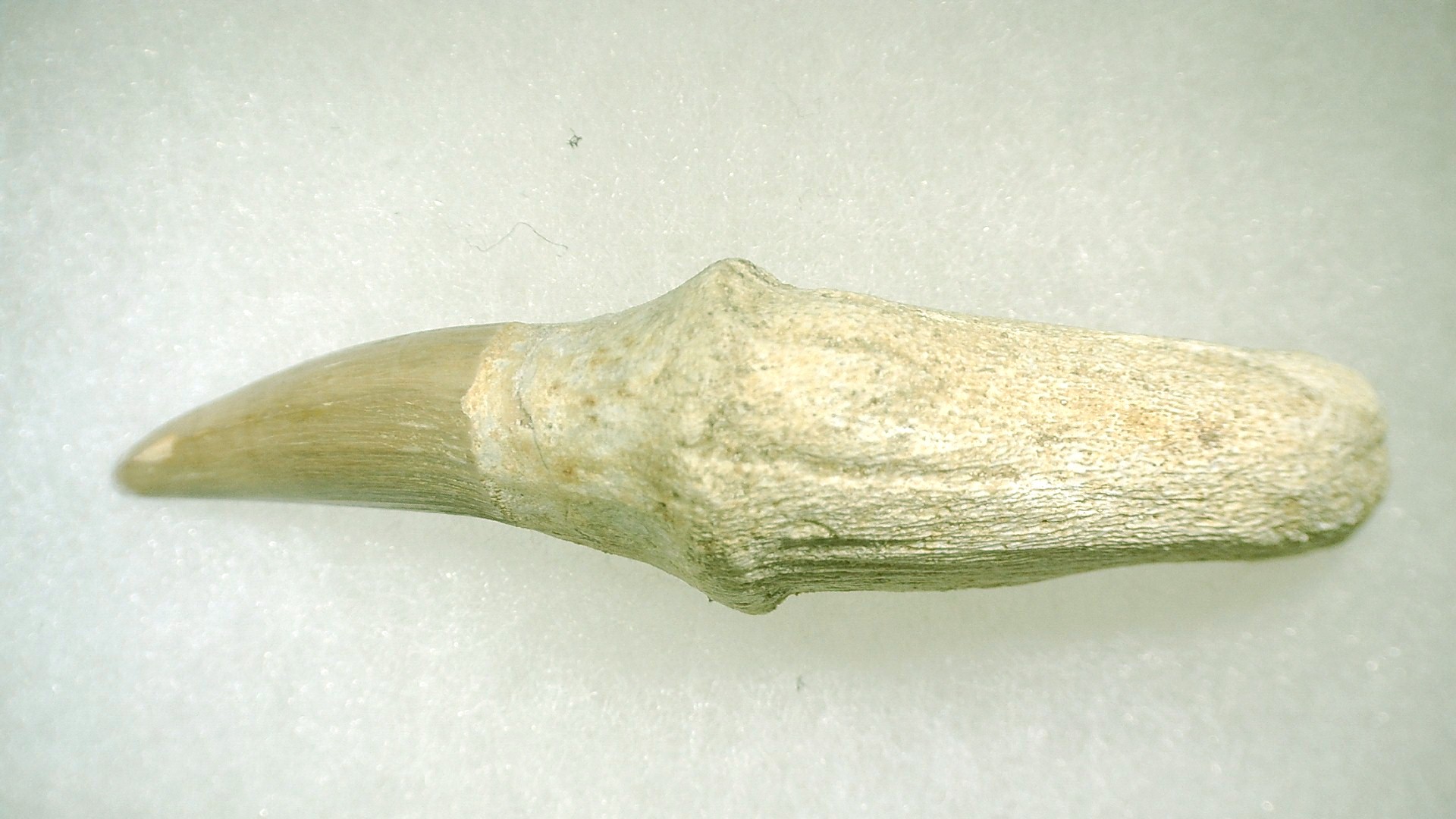 Morocco Platecarpus ptychodon Mosasaur Tooth 4d | Fossils for Sale Genuine Cretaceous Age Platecarpus ptychodon Rooted Mosasaur Tooth Fossil for Sale #4d