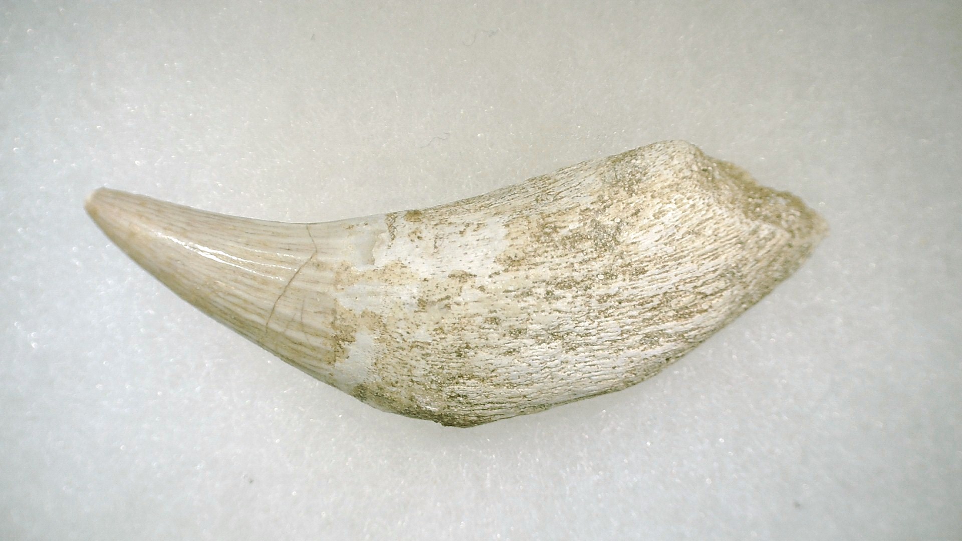 Morocco Platecarpus ptychodon Mosasaur Tooth 7a | Fossils for Sale Genuine Cretaceous Age Platecarpus ptychodon Rooted Mosasaur Tooth Fossil for Sale #7a