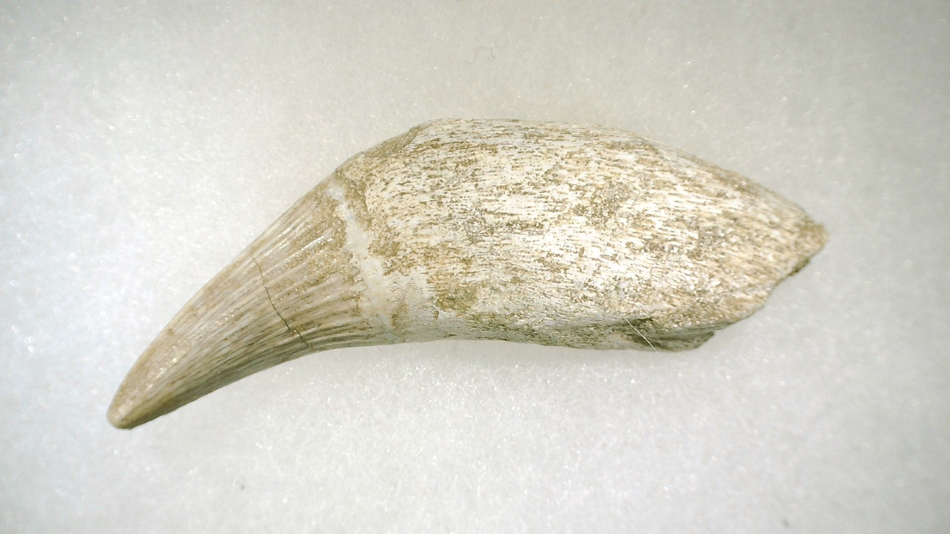 Morocco Platecarpus ptychodon Mosasaur Tooth 7b | Fossils for Sale Genuine Cretaceous Age Platecarpus ptychodon Rooted Mosasaur Tooth Fossil for Sale #7b