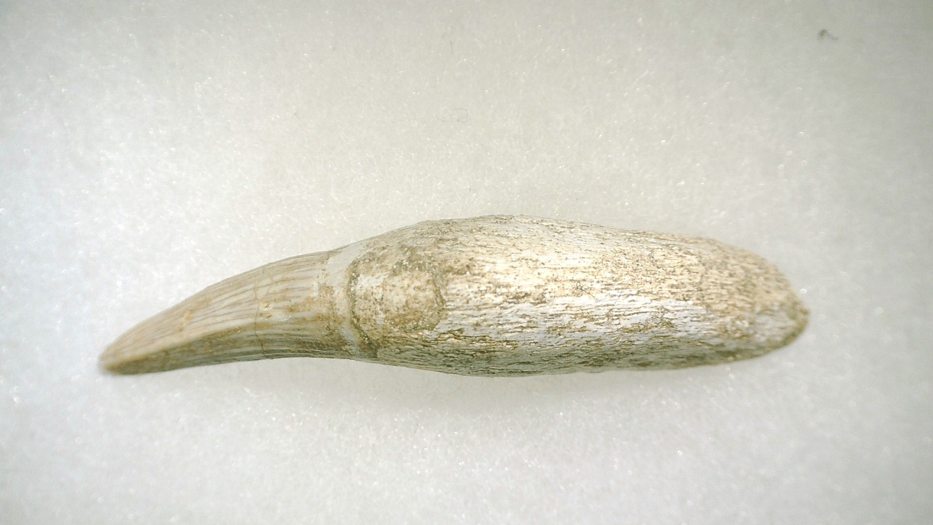 Morocco Platecarpus ptychodon Mosasaur Tooth 7d | Fossils for Sale Genuine Cretaceous Age Platecarpus ptychodon Rooted Mosasaur Tooth Fossil for Sale #7d