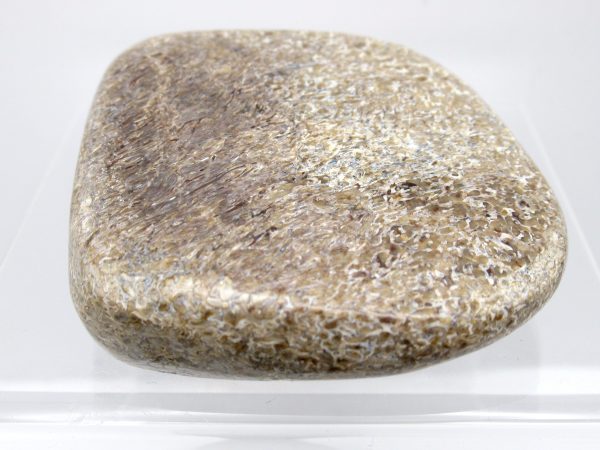Genuine Jurassic to Cretaceous Age Polished Gem Dinosaur Bone for Sale #1