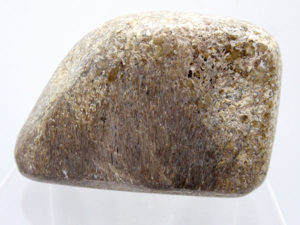 Genuine Jurassic to Cretaceous Age Polished Gem Dinosaur Bone for Sale #10