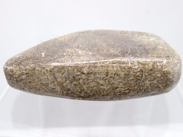 Genuine Jurassic to Cretaceous Age Polished Gem Dinosaur Bone for Sale #10a
