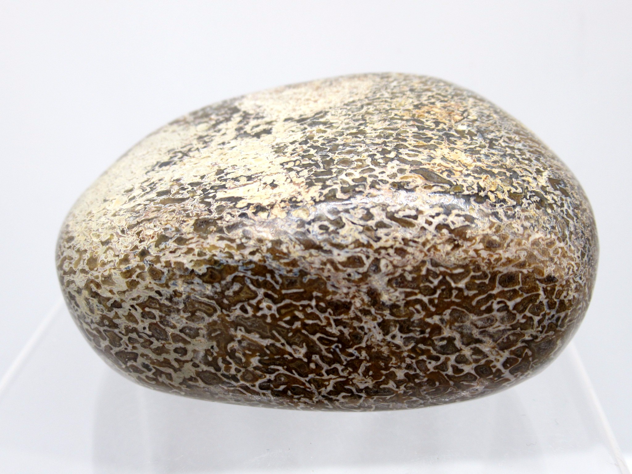 Morocco Polished Gem Dinosaur Bone 16a | Fossils for Sale Genuine Jurassic to Cretaceous Age Polished Gem Dinosaur Bone for Sale #16a