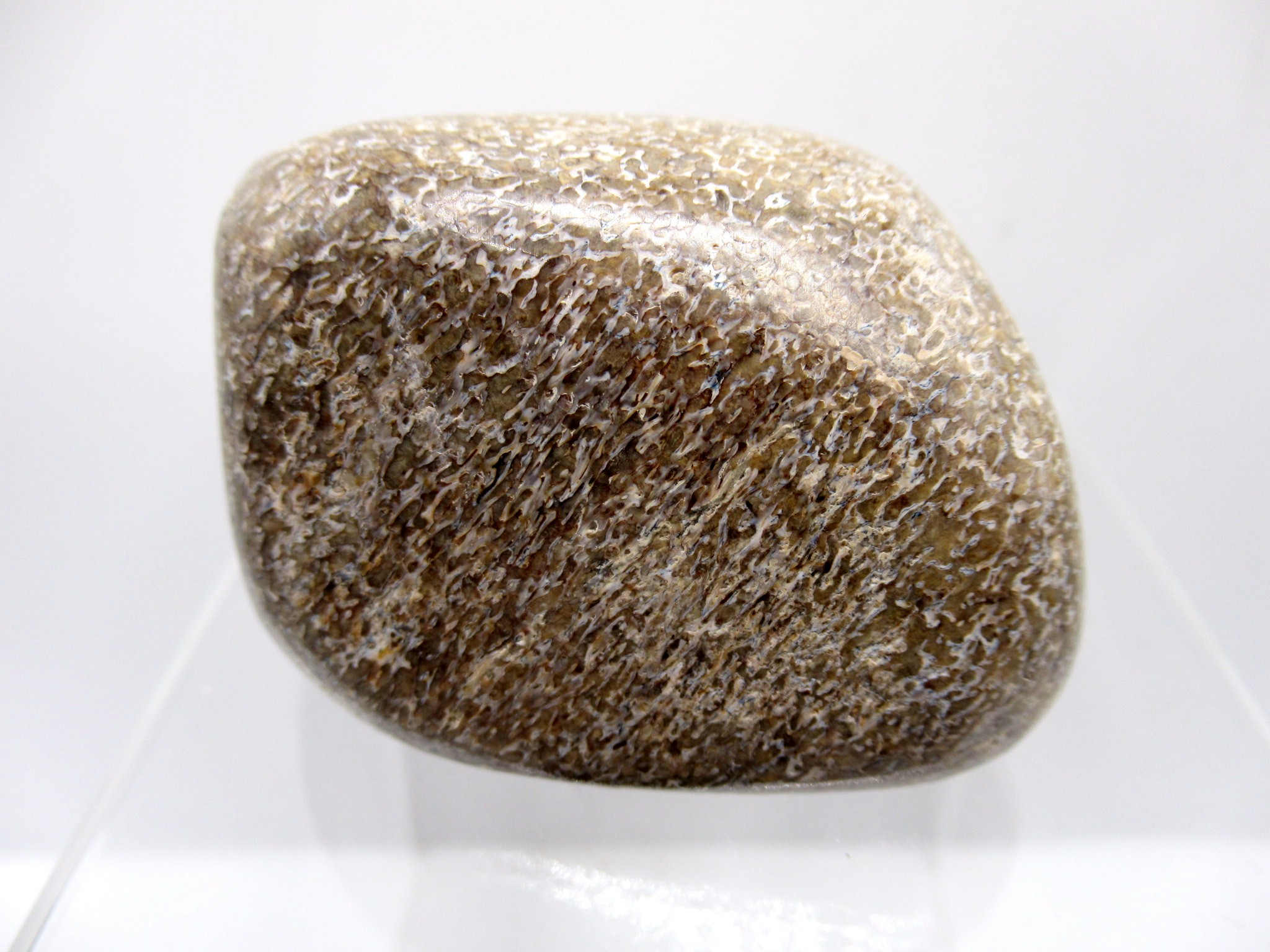 Morocco Polished Gem Dinosaur Bone 18 | Fossils for Sale Genuine Jurassic to Cretaceous Age Polished Gem Dinosaur Bone for Sale #18