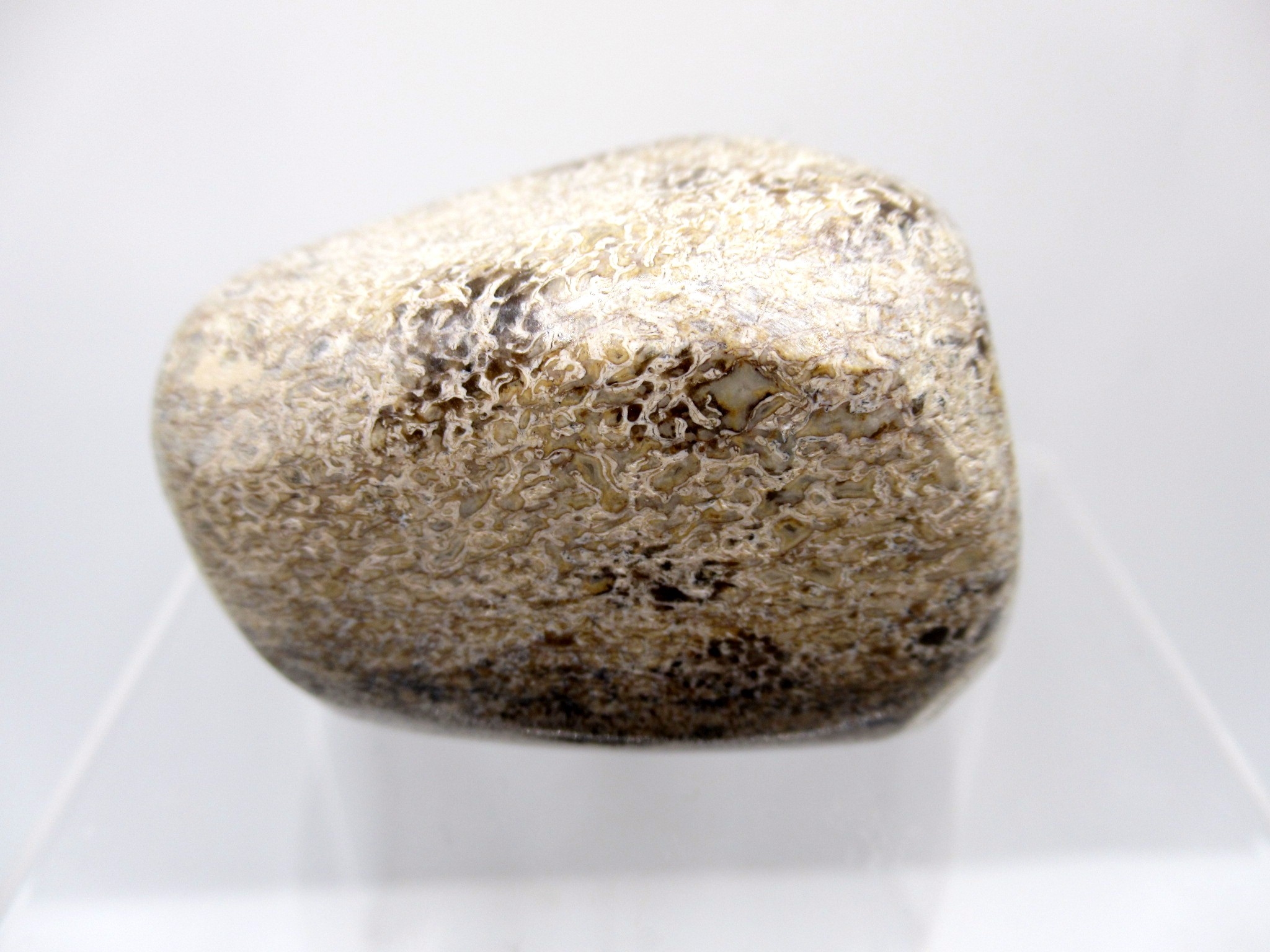 Morocco Polished Gem Dinosaur Bone 19 | Fossils for Sale Genuine Jurassic to Cretaceous Age Polished Gem Dinosaur Bone for Sale #19