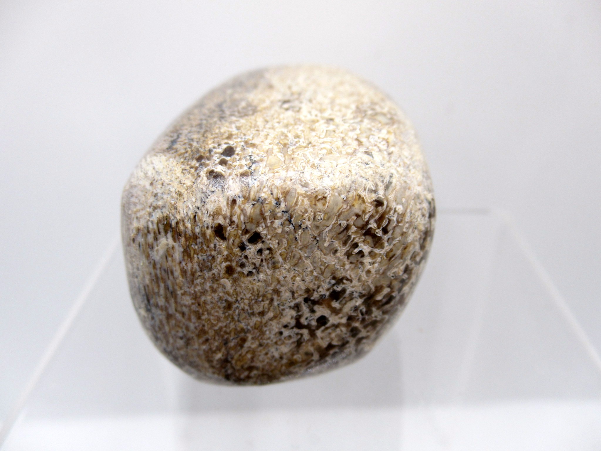 Morocco Polished Gem Dinosaur Bone 19a | Fossils for Sale Genuine Jurassic to Cretaceous Age Polished Gem Dinosaur Bone for Sale #19a