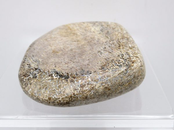 Genuine Jurassic to Cretaceous Age Polished Gem Dinosaur Bone for Sale #1a