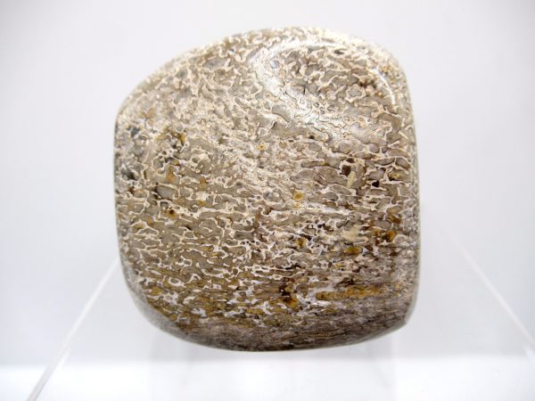 Genuine Jurassic to Cretaceous Age Polished Gem Dinosaur Bone for Sale #22