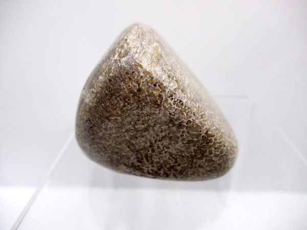 Genuine Jurassic to Cretaceous Age Polished Gem Dinosaur Bone for Sale #22a
