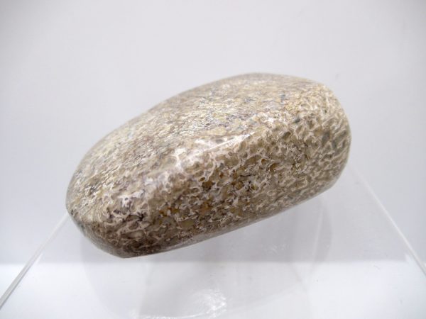 Genuine Jurassic to Cretaceous Age Polished Gem Dinosaur Bone for Sale #28a