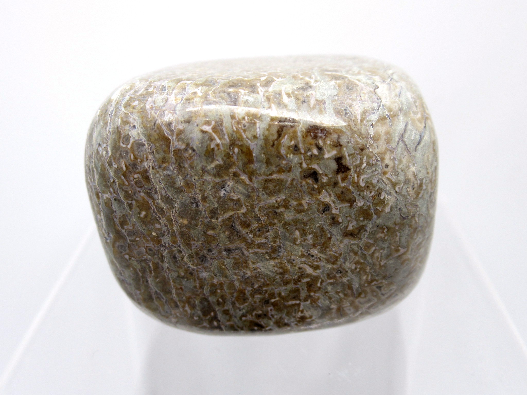 Morocco Polished Gem Dinosaur Bone 8 | Fossils for Sale Genuine Jurassic to Cretaceous Age Polished Gem Dinosaur Bone for Sale #8