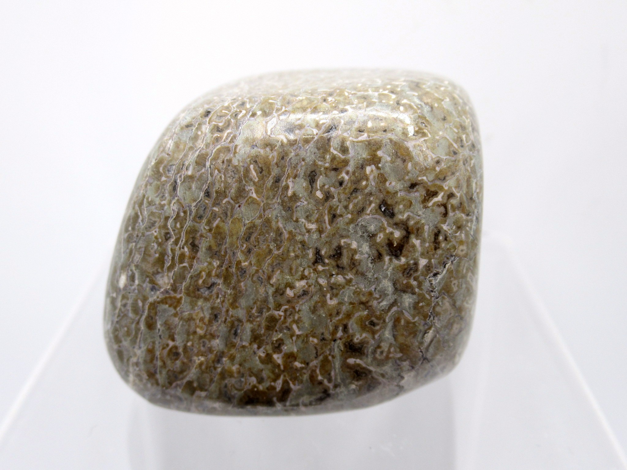 Morocco Polished Gem Dinosaur Bone 8a | Fossils for Sale Genuine Jurassic to Cretaceous Age Polished Gem Dinosaur Bone for Sale #8a