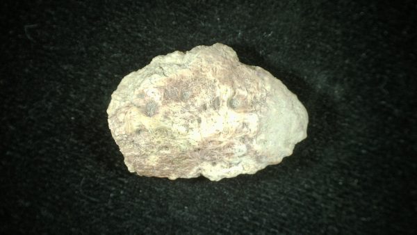 Genuine Triassic Age Phytosaur Reptile Scute From New Mexico for Sale #11a