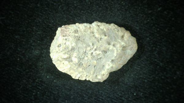 Genuine Triassic Age Phytosaur Reptile Scute From New Mexico for Sale #11b
