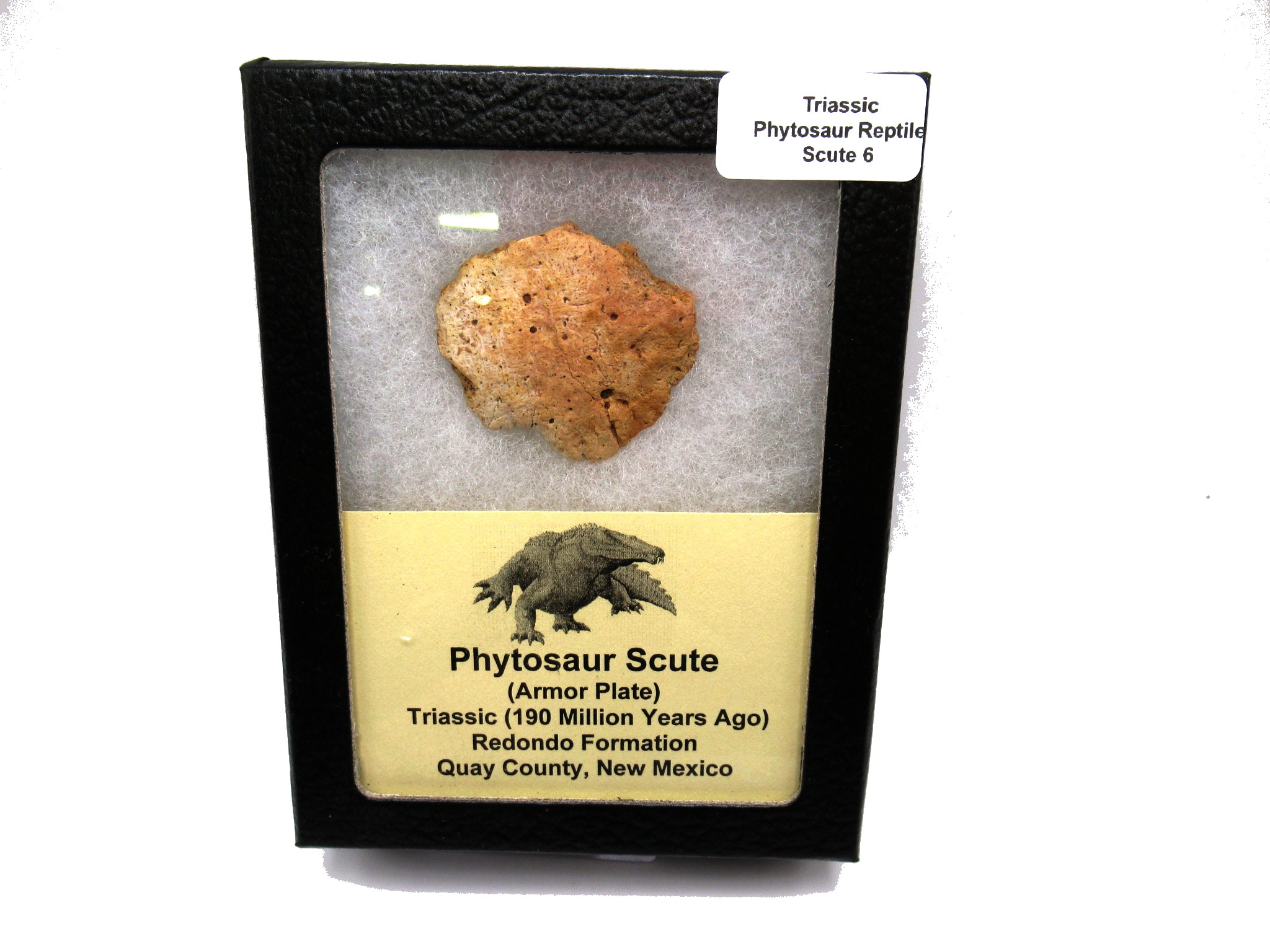 New Mexico Triassic Phytosaur Reptile Scute 6 | Fossils for Sale Genuine Triassic Age Phytosaur Reptile Scute From New Mexico for Sale #6