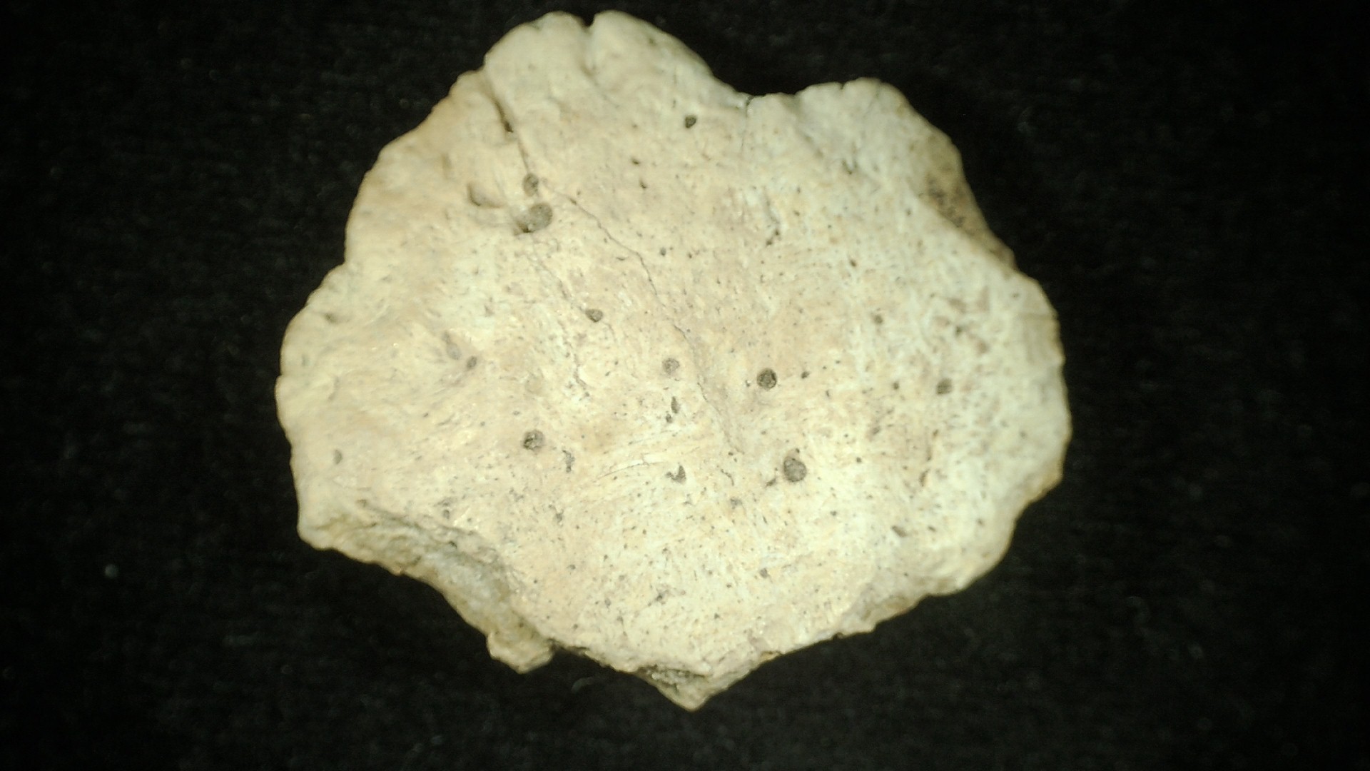 New Mexico Triassic Phytosaur Reptile Scute 6a | Fossils for Sale Genuine Triassic Age Phytosaur Reptile Scute From New Mexico for Sale #6a