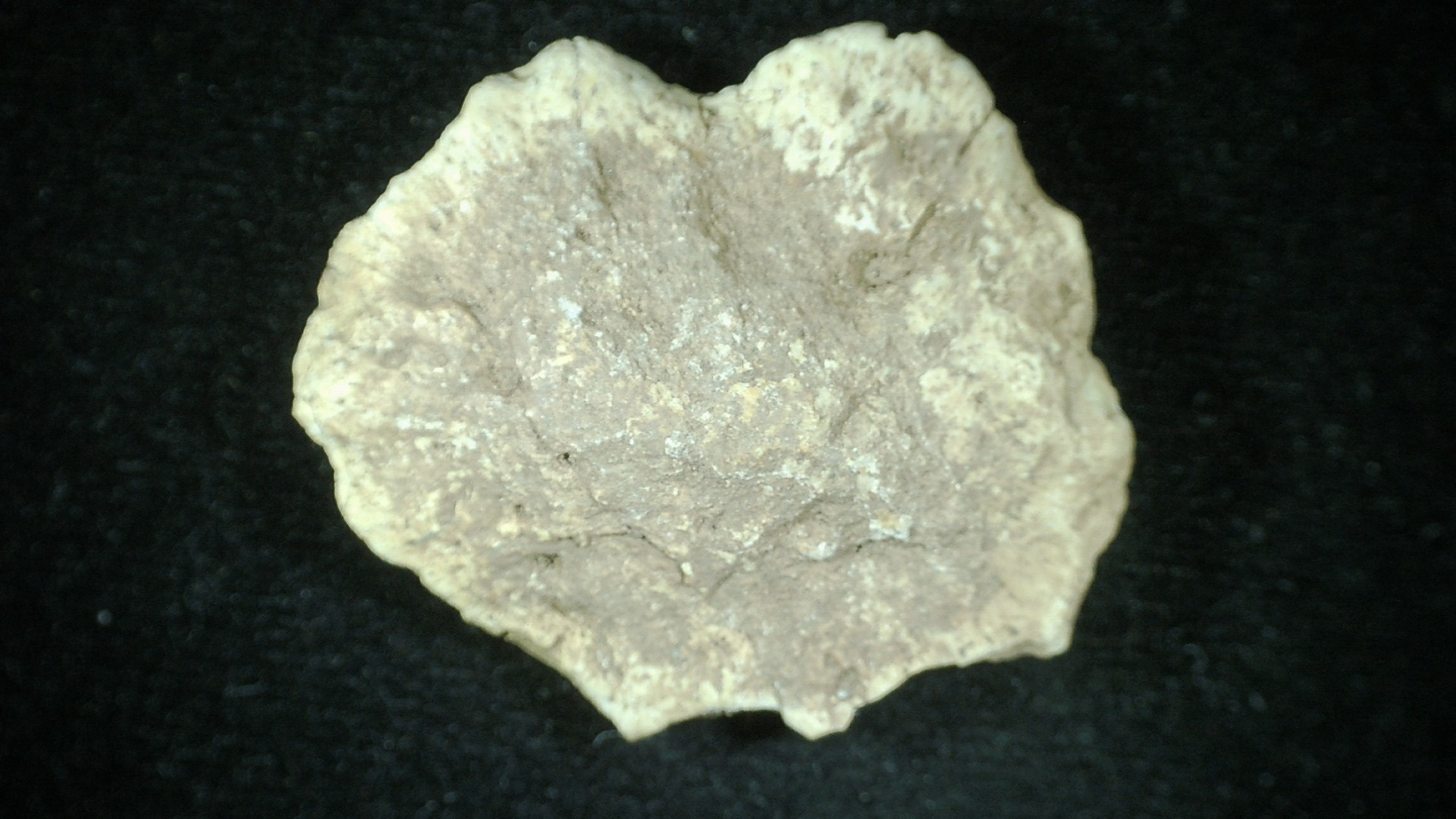 New Mexico Triassic Phytosaur Reptile Scute 6b | Fossils for Sale Genuine Triassic Age Phytosaur Reptile Scute From New Mexico for Sale #6b