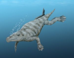 Walking Whale | Fossils for Sale Walking Whale