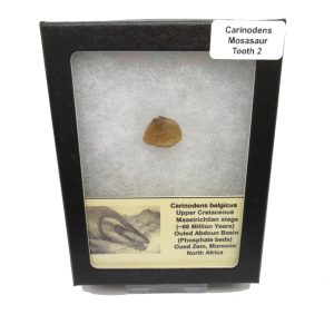 Genuine Cretaceous Age Carinodens Mosaurus Tooth Fossil for Sale from Morocco #2e