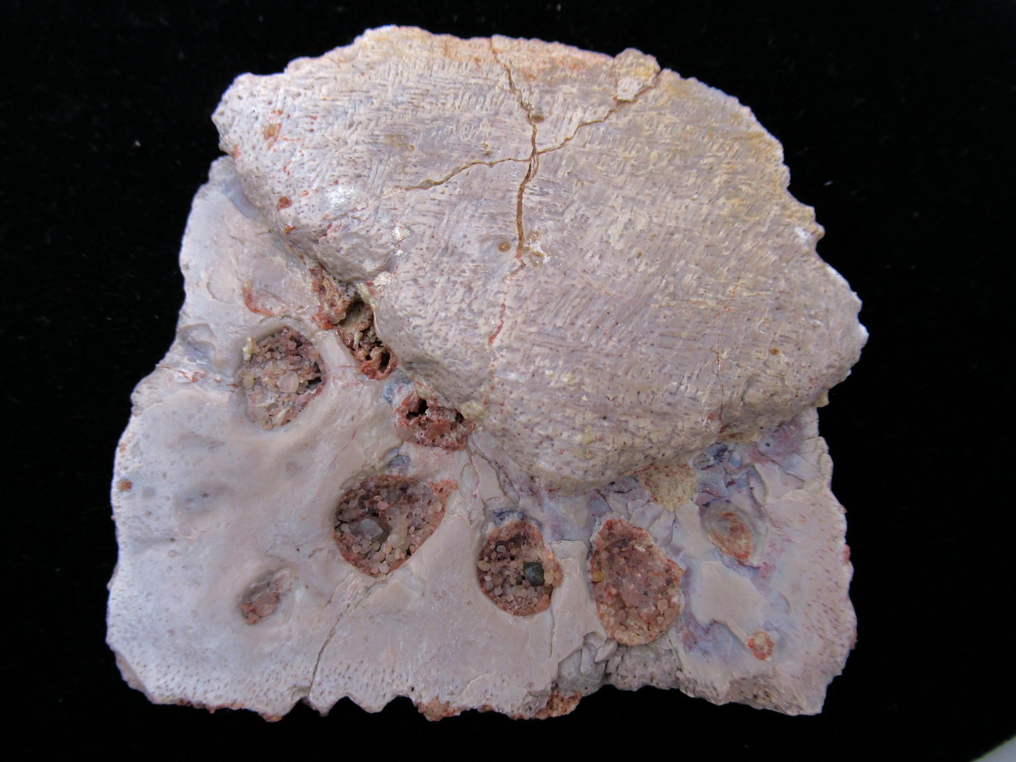 morocco cretaceous crocodile scute 30 | Fossils for Sale Genuine Cretaceous Age Fossil Alligator Scute for Sale from Morocco #30