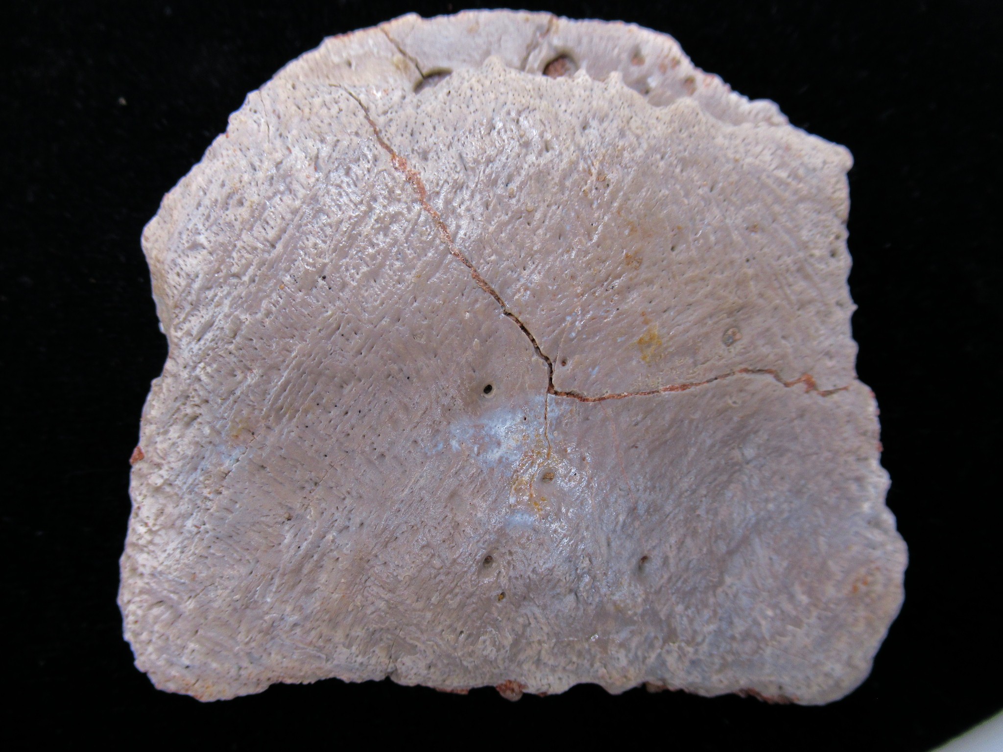 morocco cretaceous crocodile scute 30a | Fossils for Sale Genuine Cretaceous Age Fossil Alligator Scute for Sale from Morocco #30a
