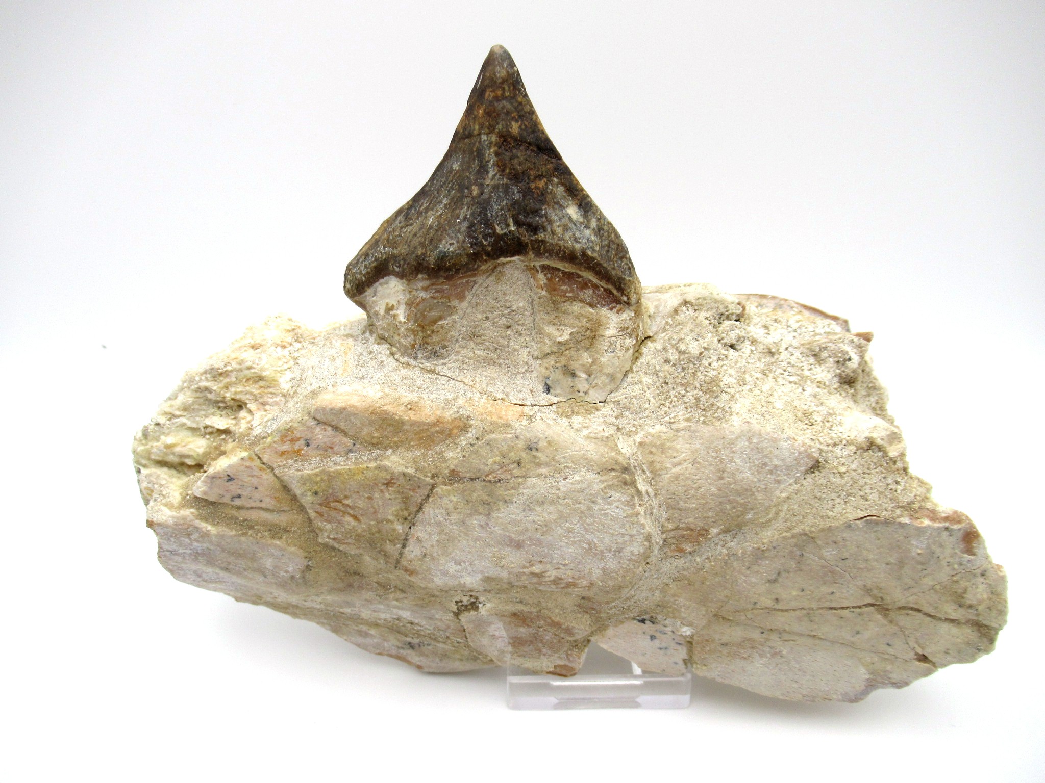 morocco eocene pappocetus lugardi walking whale jaw 1 | Fossils for Sale Genuine Eocene Age Pappocetus Walking Whale Jaw from Morocco for Sale #1