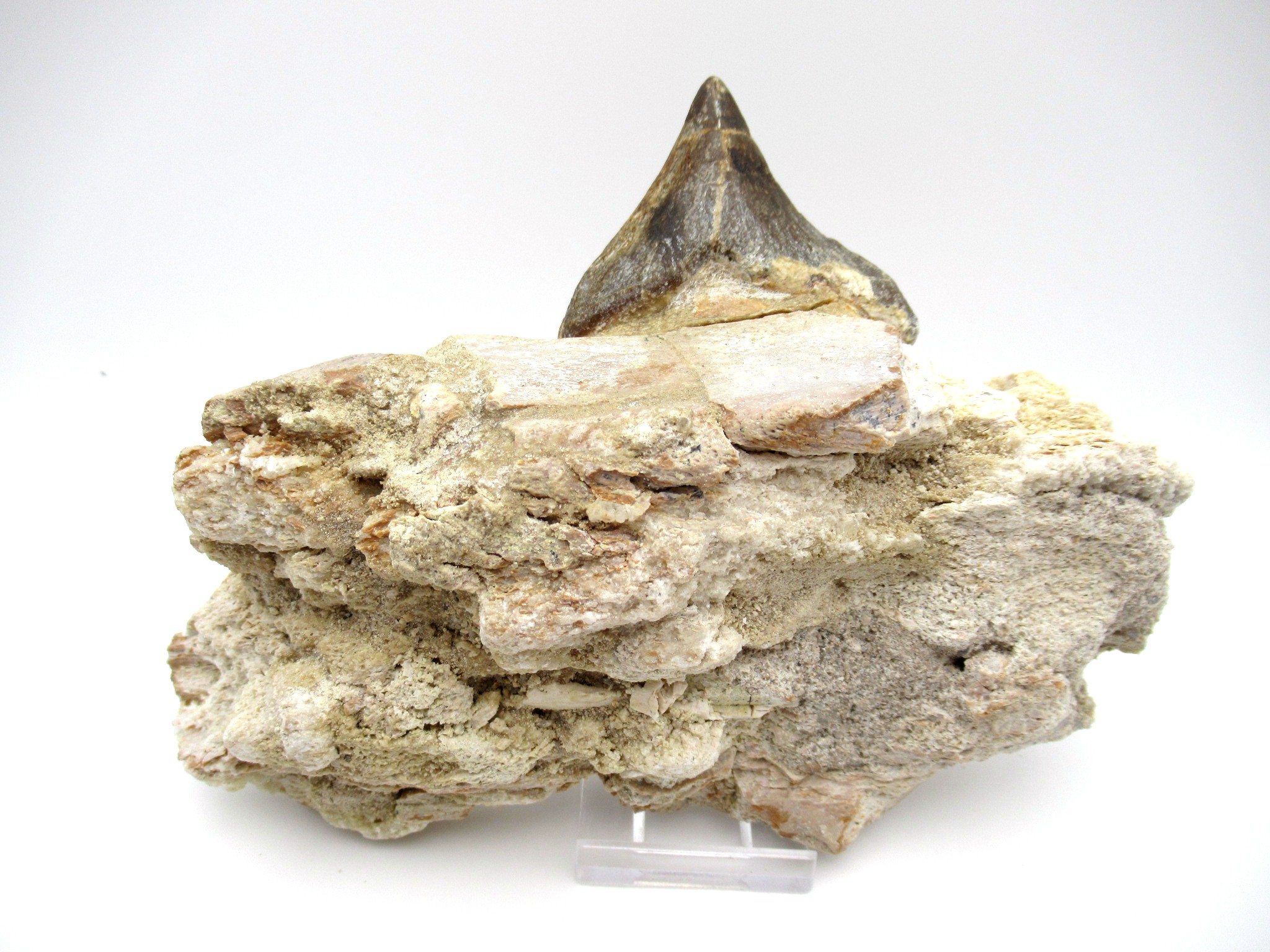 morocco eocene pappocetus lugardi walking whale jaw 1a | Fossils for Sale Genuine Eocene Age Pappocetus Walking Whale Jaw from Morocco for Sale #1