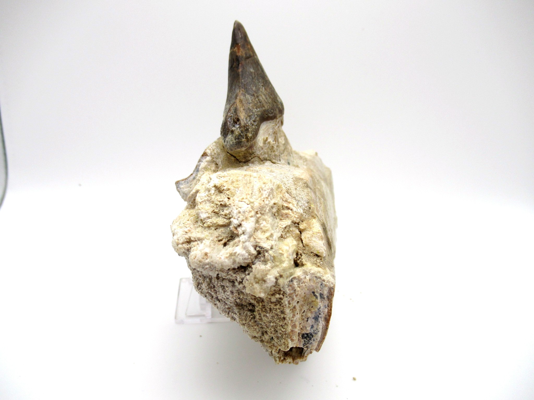 morocco eocene pappocetus lugardi walking whale jaw 1b | Fossils for Sale Genuine Eocene Age Pappocetus Walking Whale Jaw from Morocco for Sale #1b