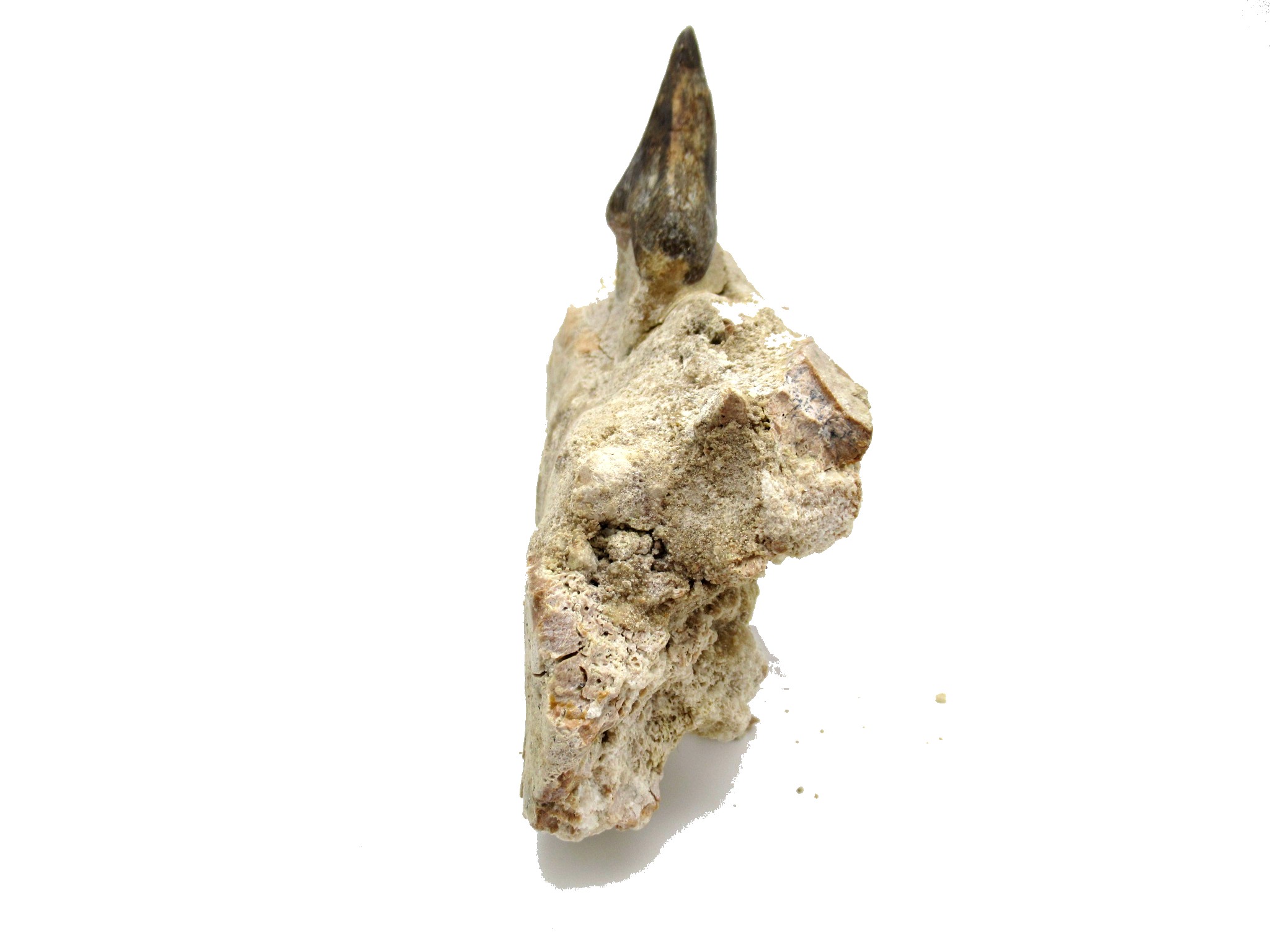 morocco eocene pappocetus lugardi walking whale jaw 1c | Fossils for Sale Genuine Eocene Age Pappocetus Walking Whale Jaw from Morocco for Sale #1