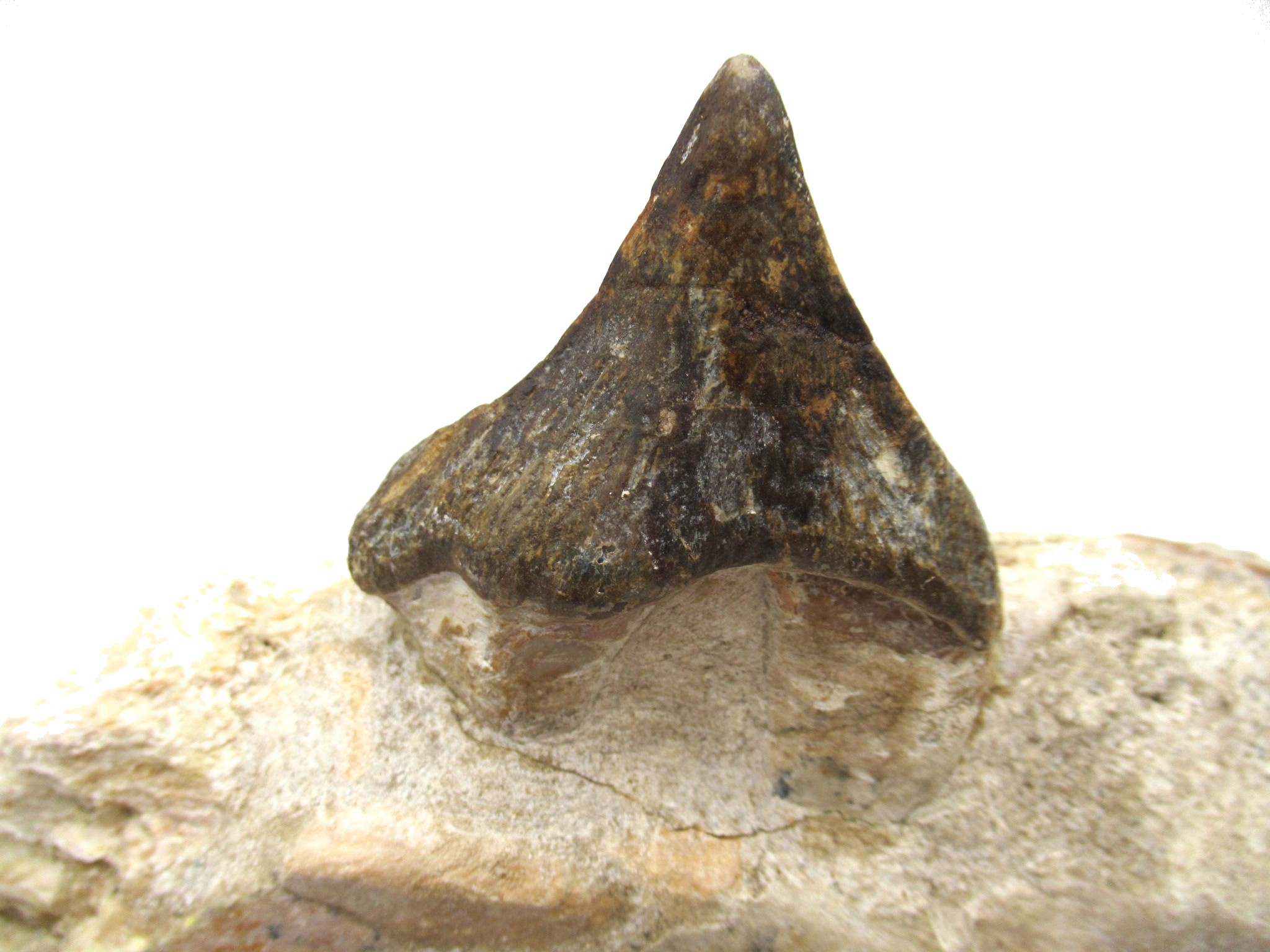 morocco eocene pappocetus lugardi walking whale jaw 1d | Fossils for Sale Genuine Eocene Age Pappocetus Walking Whale Jaw from Morocco for Sale #1d
