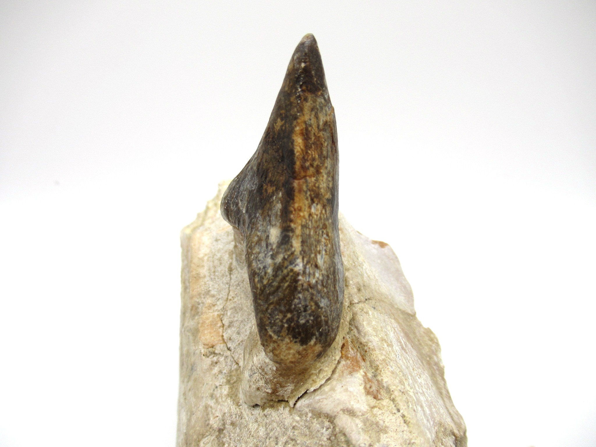 morocco eocene pappocetus lugardi walking whale jaw 1e | Fossils for Sale Genuine Eocene Age Pappocetus Walking Whale Jaw from Morocco for Sale #1e
