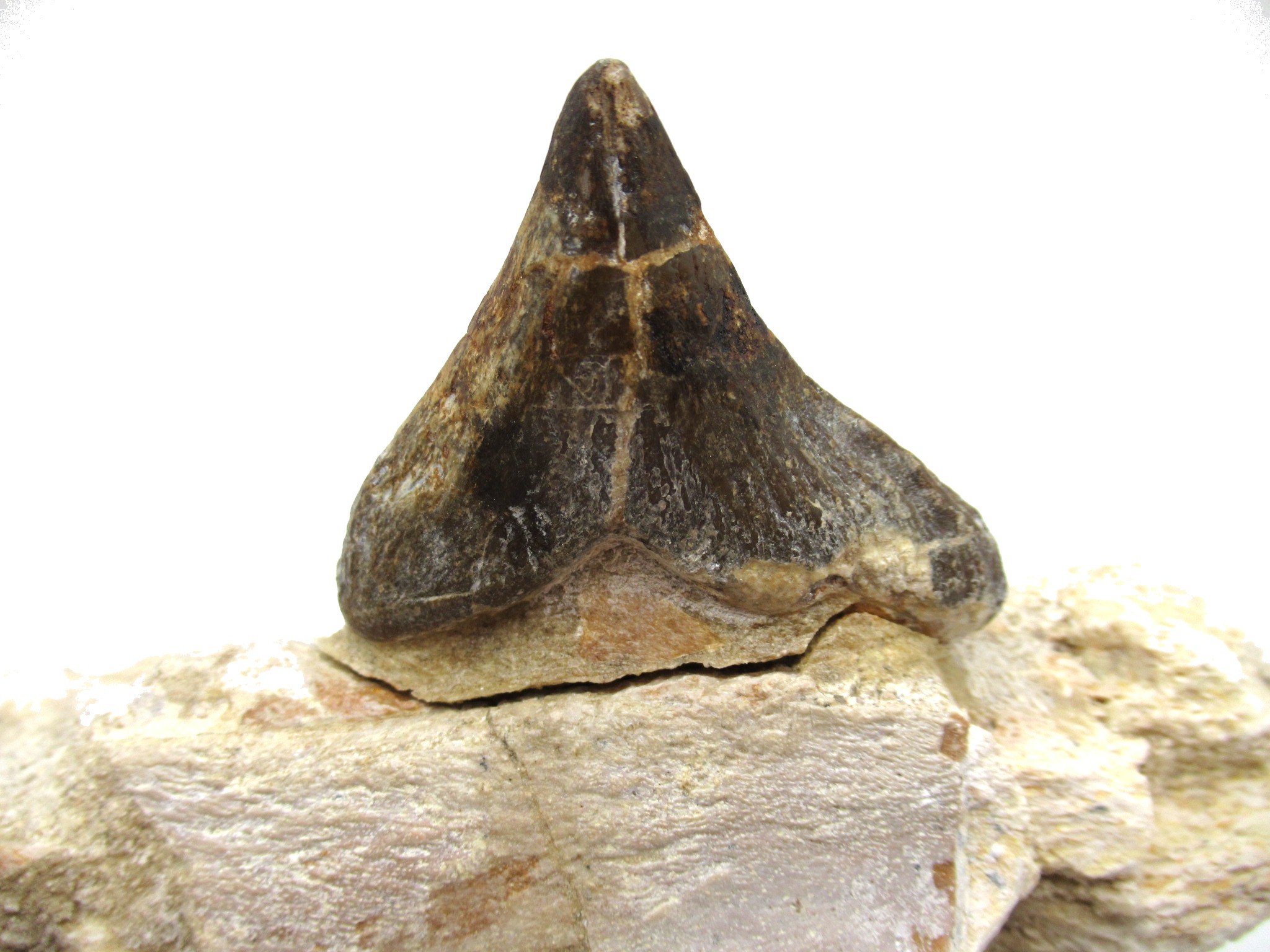 morocco eocene pappocetus lugardi walking whale jaw 1f | Fossils for Sale Genuine Eocene Age Pappocetus Walking Whale Jaw from Morocco for Sale #1f