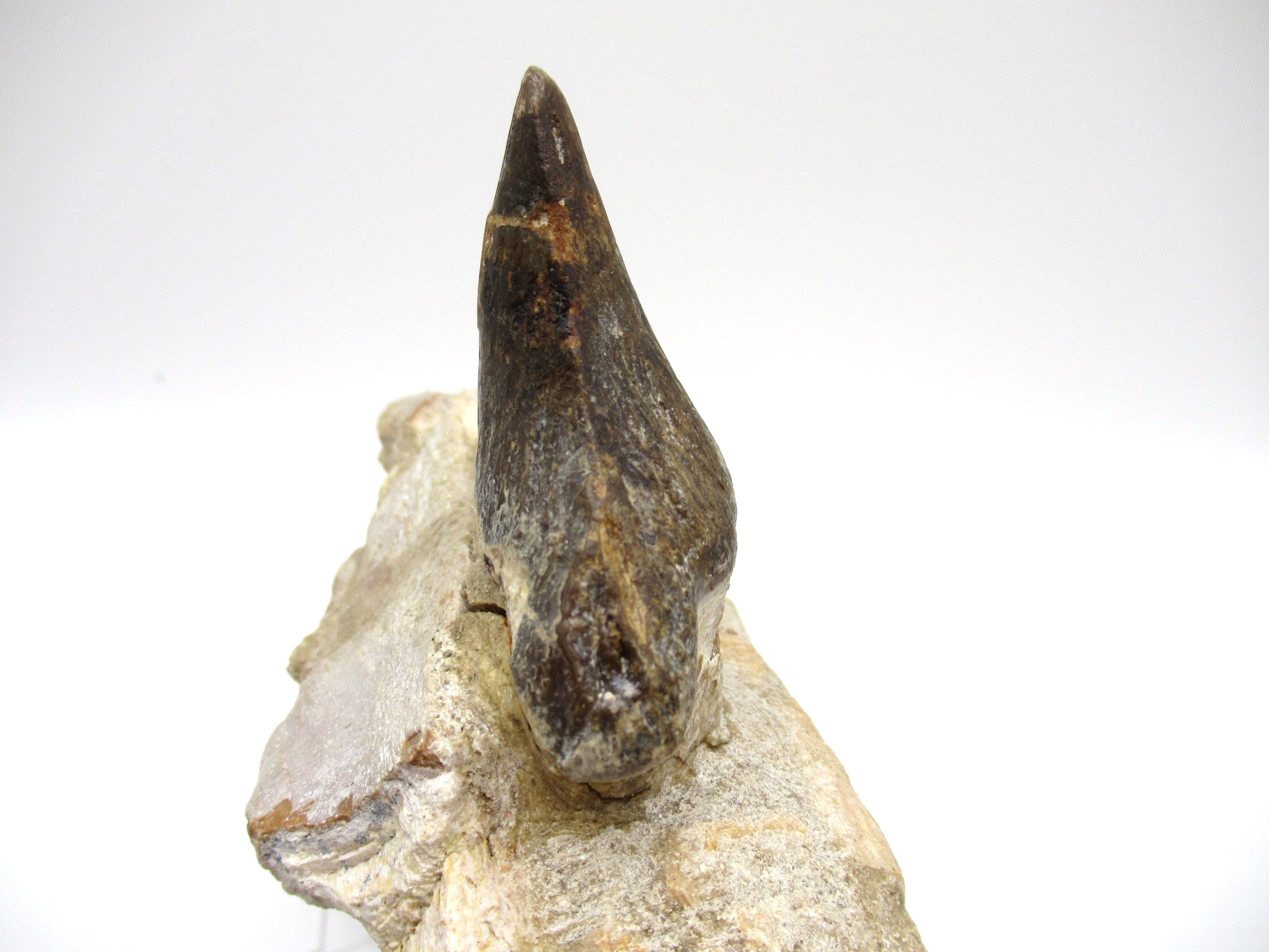 morocco eocene pappocetus lugardi walking whale jaw 1g | Fossils for Sale Genuine Eocene Age Pappocetus Walking Whale Jaw from Morocco for Sale #1g