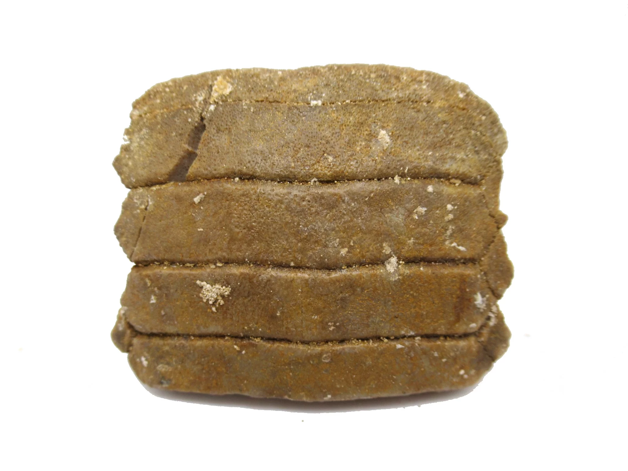 morocco paleocene myliobatis stingray tooth plate 14a | Fossils for Sale Genuine Paleocene Age Myliobatis Stingray Tooth Plate Fossil for Sale from Morocco #14a