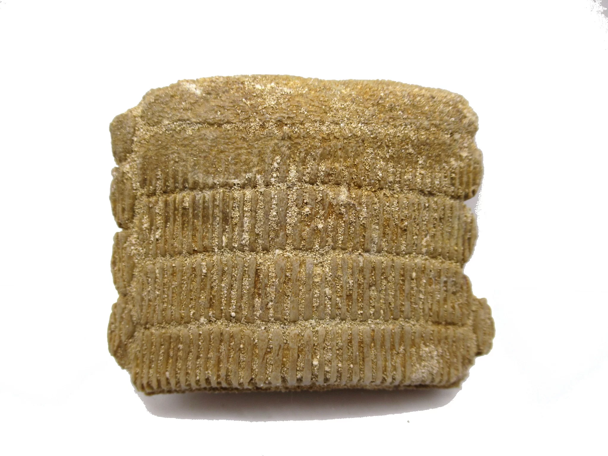 morocco paleocene myliobatis stingray tooth plate 14b | Fossils for Sale Genuine Paleocene Age Myliobatis Stingray Tooth Plate Fossil for Sale from Morocco #14b