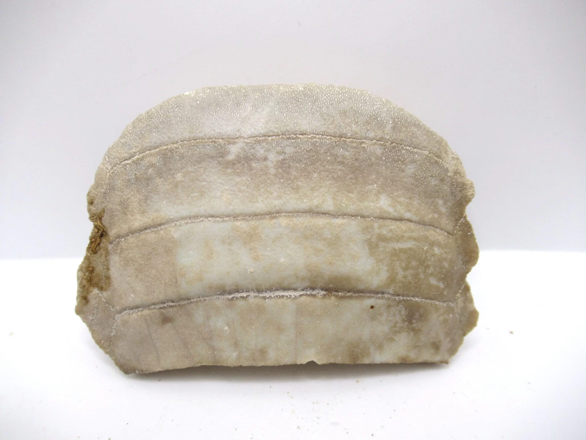 morocco paleocene myliobatis stingray tooth plate 17a | Fossils for Sale Genuine Paleocene Age Myliobatis Stingray Tooth Plate Fossil for Sale from Morocco #17a