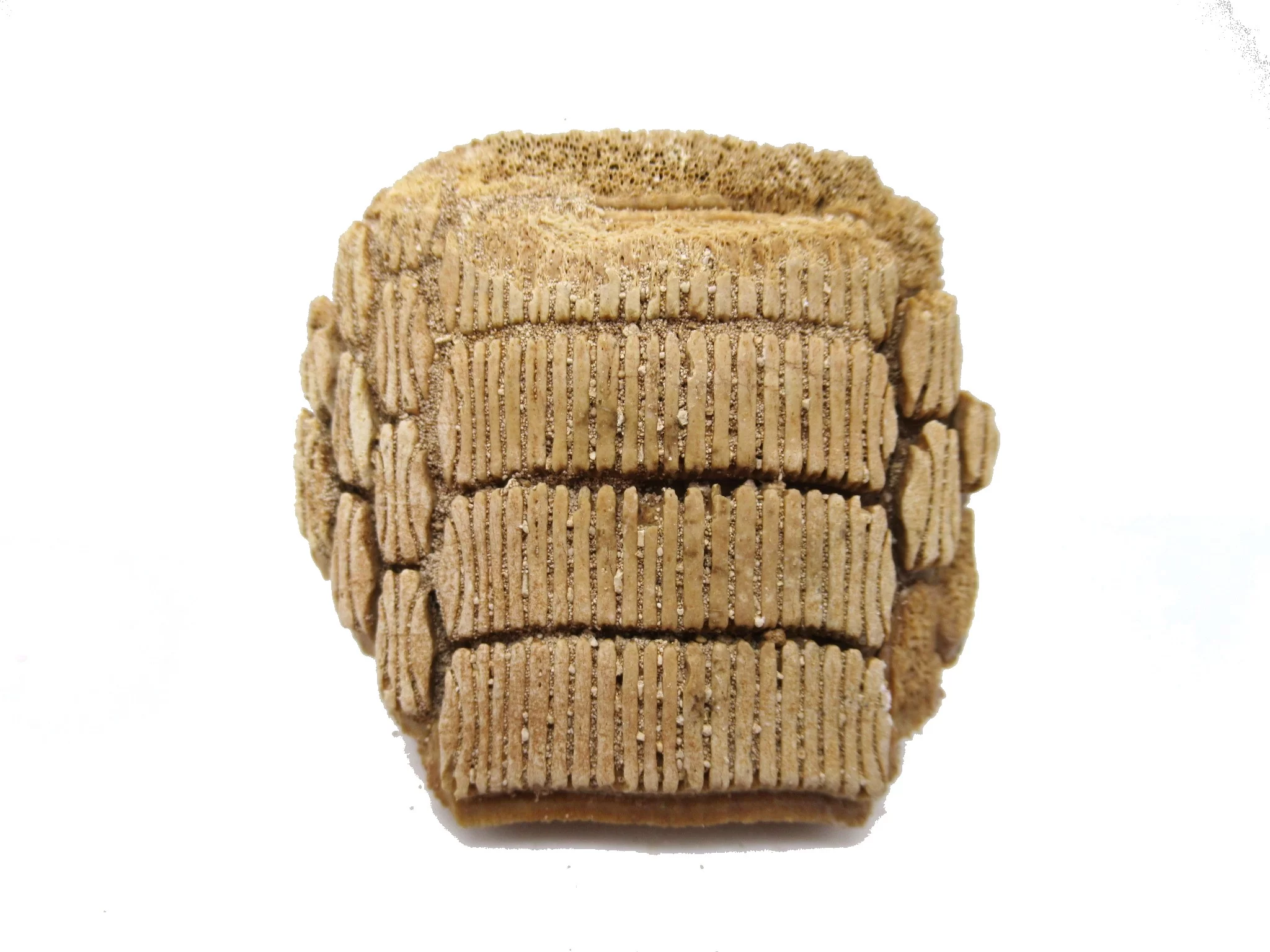 morocco paleocene myliobatis stingray tooth plate 24b | Fossils for Sale Genuine Paleocene Age Myliobatis Stingray Tooth Plate Fossil for Sale from Morocco #24b