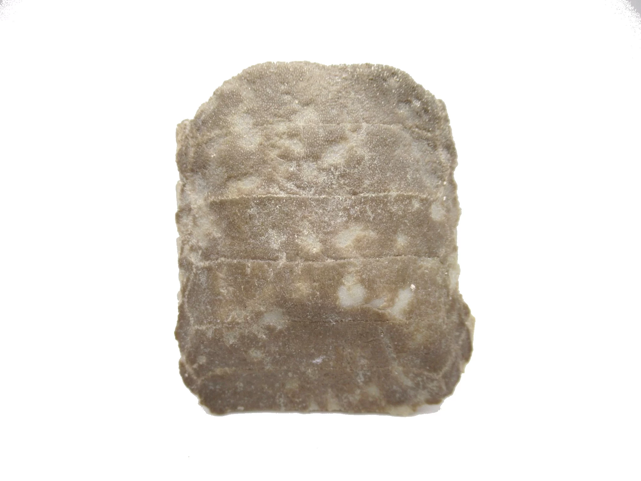 morocco paleocene myliobatis stingray tooth plate 27a | Fossils for Sale Genuine Paleocene Age Myliobatis Stingray Tooth Plate Fossil for Sale from Morocco #27a