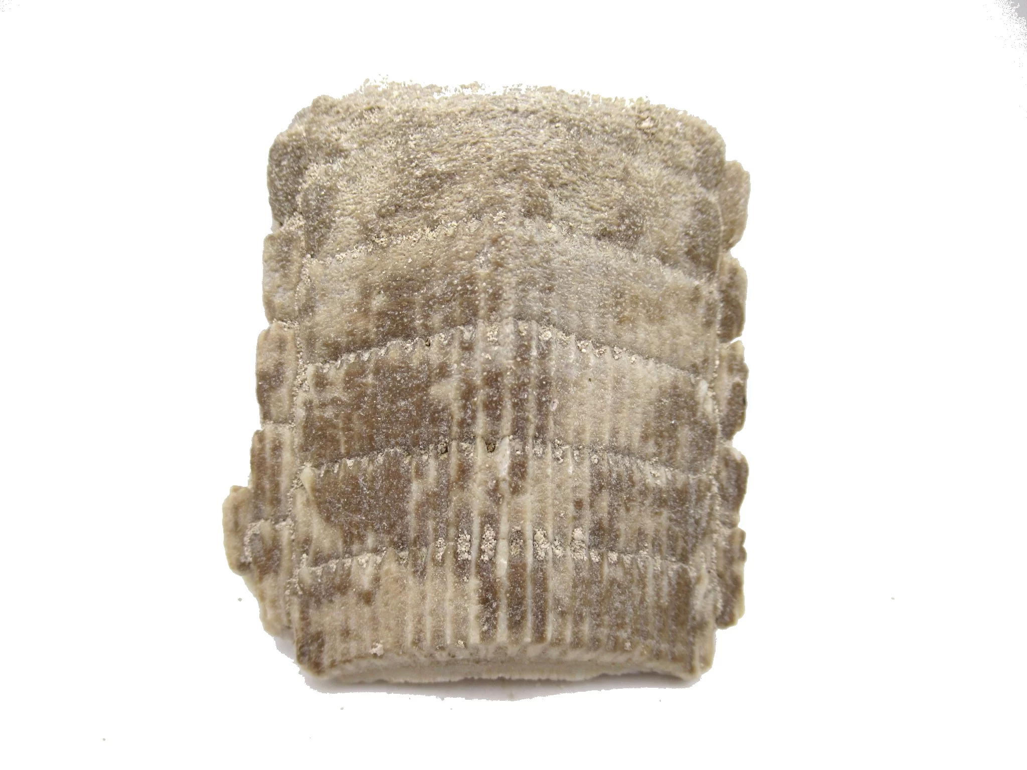 morocco paleocene myliobatis stingray tooth plate 27b | Fossils for Sale Genuine Paleocene Age Myliobatis Stingray Tooth Plate Fossil for Sale from Morocco #27b