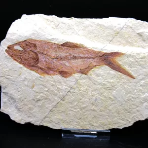 Genunie Cretaceous Age Lebanon Fish Fossil for Sale #46