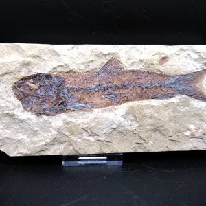 Genunie Cretaceous Age Lebanon Fish Fossil for Sale #52