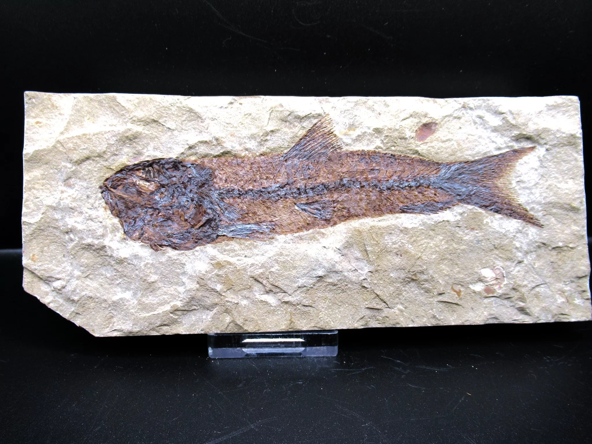 Cretaceous Lebanon Fish Fossil 52 | Fossils for Sale Genunie Cretaceous Age Lebanon Fish Fossil for Sale #52