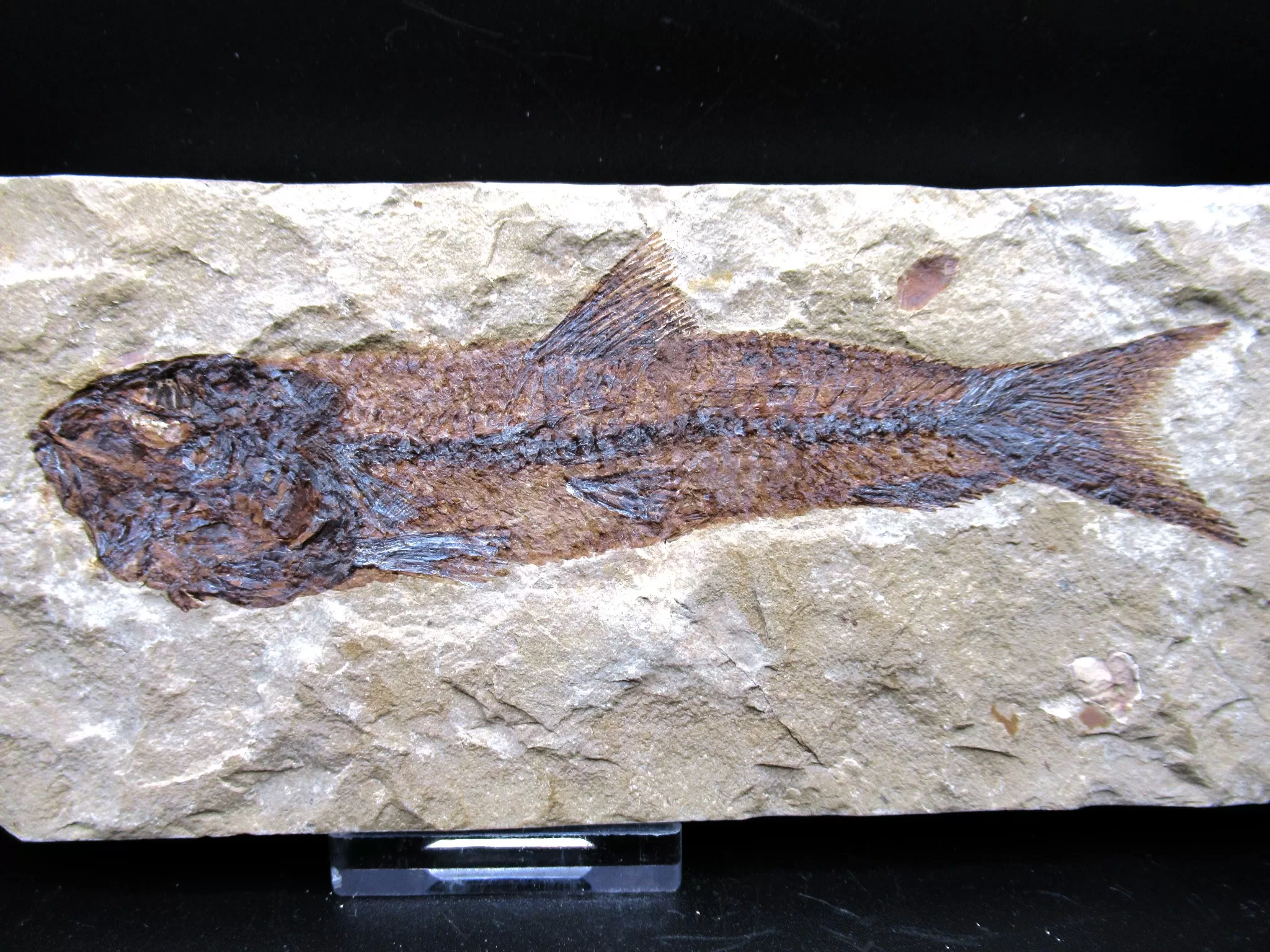 Cretaceous Lebanon Fish Fossil 52a | Fossils for Sale Genunie Cretaceous Age Lebanon Fish Fossil for Sale #52a