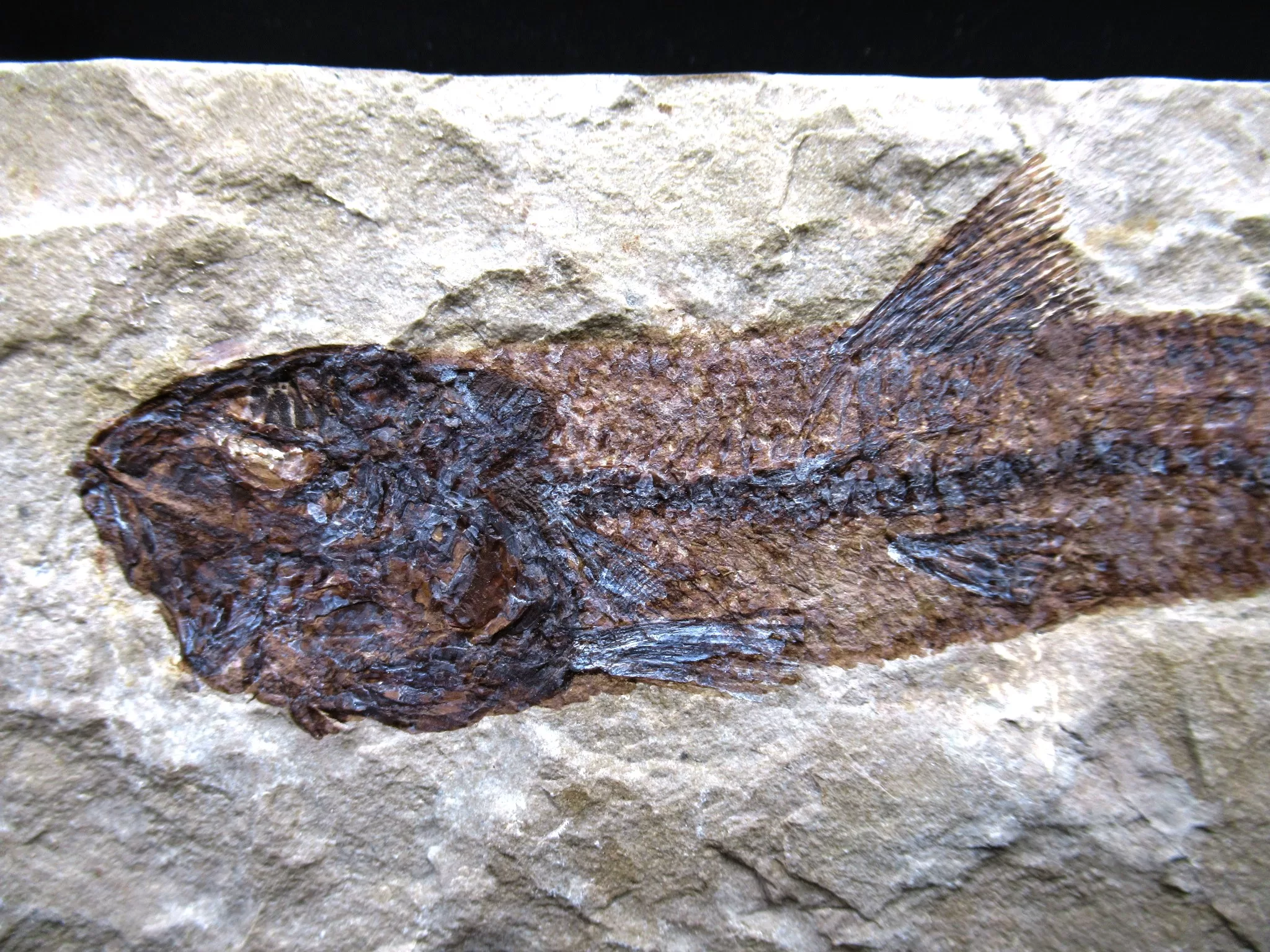 Cretaceous Lebanon Fish Fossil 52b | Fossils for Sale Genunie Cretaceous Age Lebanon Fish Fossil for Sale #52b