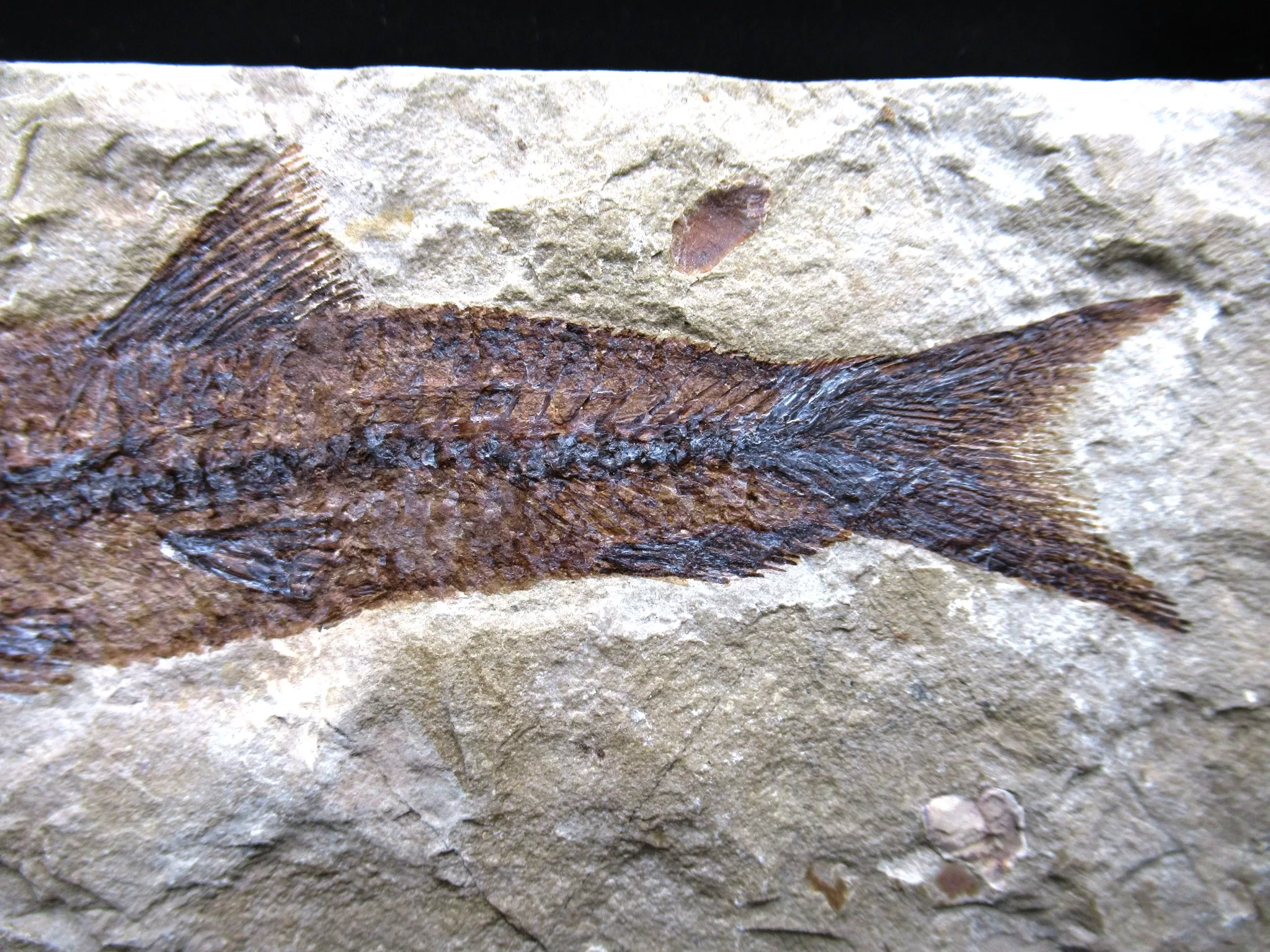 Cretaceous Lebanon Fish Fossil 52c | Fossils for Sale Genunie Cretaceous Age Lebanon Fish Fossil for Sale #52c