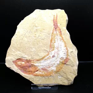 Genunie Cretaceous Age Lebanon Fish Fossil for Sale #54