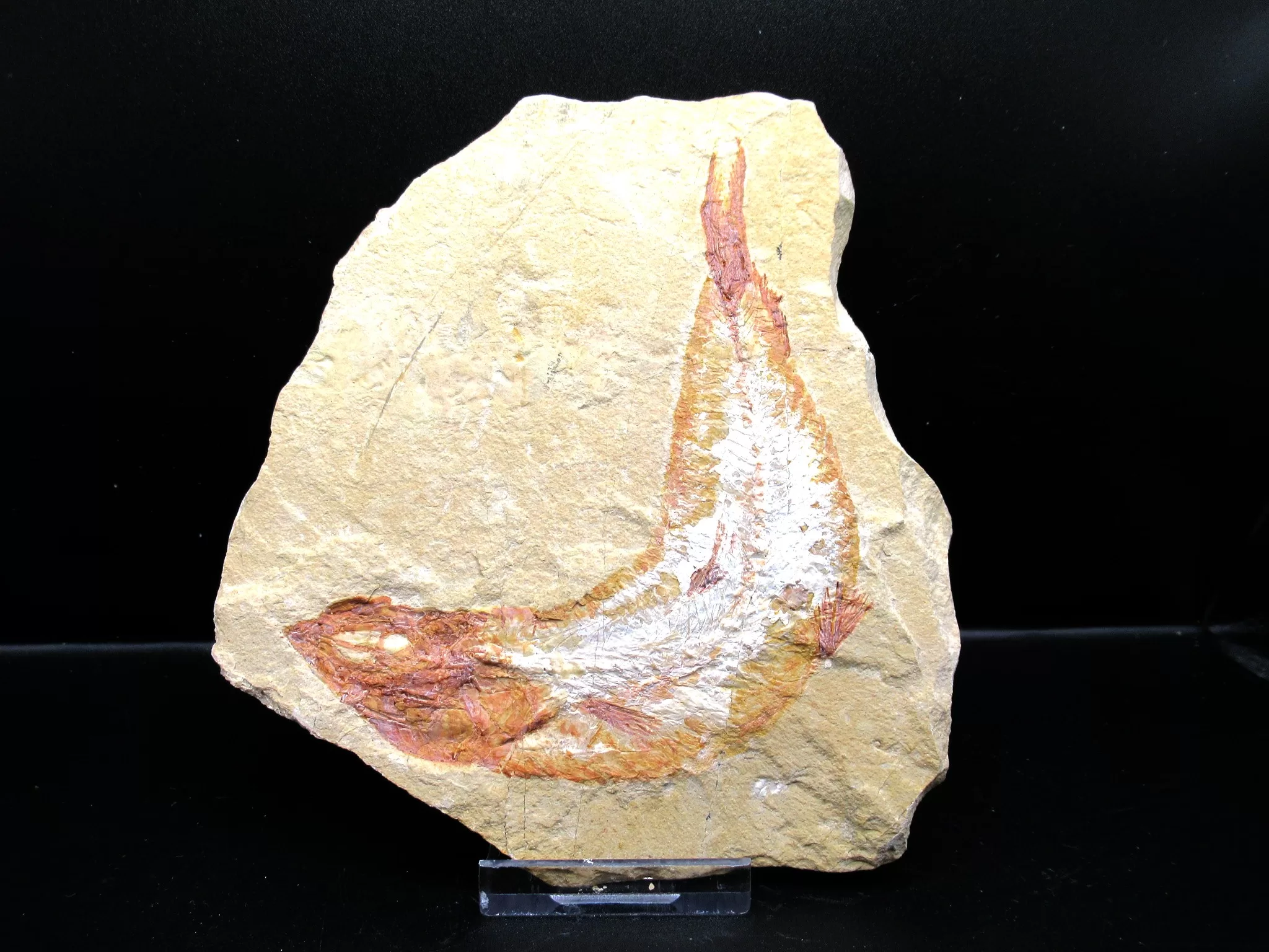 Cretaceous Lebanon Fish Fossil 54 | Fossils for Sale Genunie Cretaceous Age Lebanon Fish Fossil for Sale #54